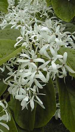 Chinese Fringe Tree(Chionanthus retusus)