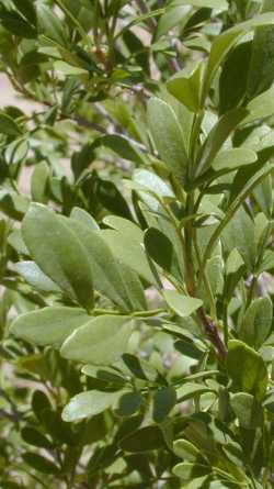 Littleleaf Ash, Gregg Ash(Fraxinus greggii)