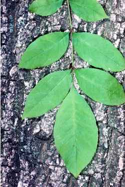 Green Ash, Red Ash(Fraxinus pennsylvanica)