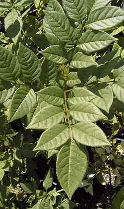 Shamel Ash, Tropical Ash(Fraxinus uhdei)