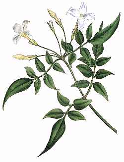 Common White Jasmine, Poet's Jasmine(Jasminum officinale)