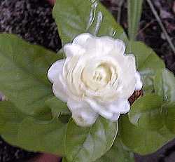 Arabian Jasmine(Jasminum sambac)