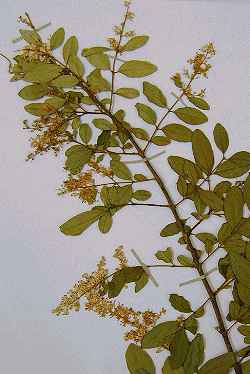 Chinese Privet(Ligustrum sinense)