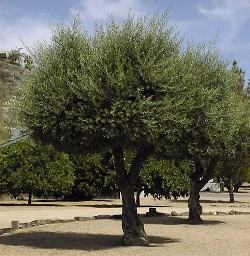 Olive(Olea europaea)