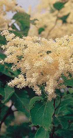 Japanese Tree Lilac(Syringa reticulata)