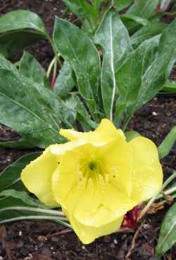 Ozark Sundrop, Yellow Evening Primrose(Oenothera macrocarpa)