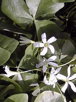 Wood Sorrel, Shamrock(Oxalis acetosella)