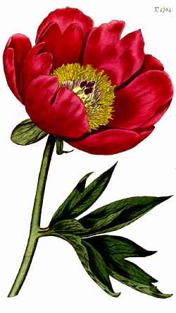 Common Peony(Paeonia officinalis)