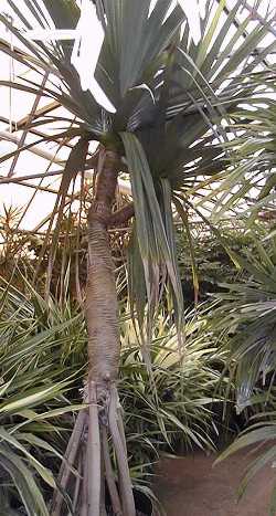 Common Screwpine(Pandanus utilis)