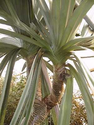 Common Screwpine(Pandanus utilis)