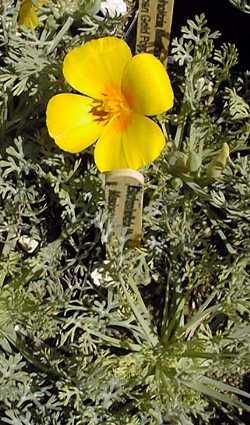 Mexican Gold Poppy(Eschscholzia californica ssp. mexicana )