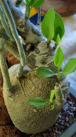 Elephant's Foot(Adenia pechuelii)