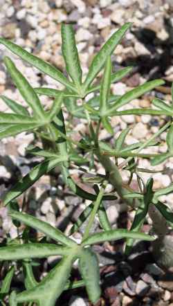 (Adenia venenata)