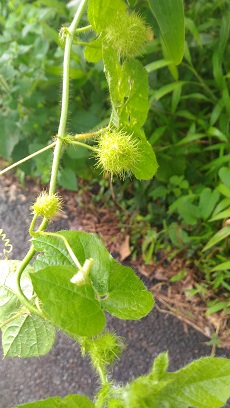 Baja Passion Vine(Passiflora foetida)