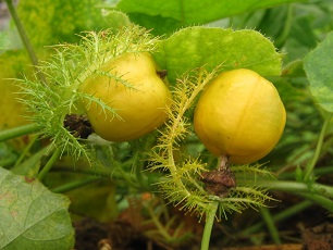 Baja Passion Vine(Passiflora foetida)