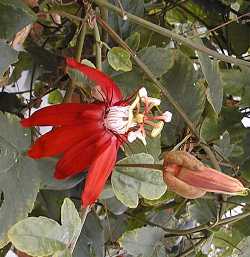 Vine Leaf Passion Flower(Passiflora vitifolia)