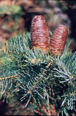 White Fir(Abies concolor)