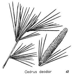 Deodar Cedar(Cedrus deodara)