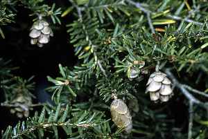 Eastern Hemlock, Canada Hemlock(Tsuga canadensis)