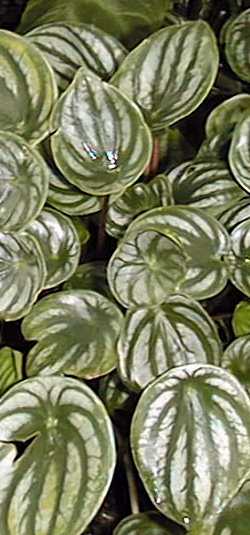 Watermelon Peperomia(Peperomia argyreia)