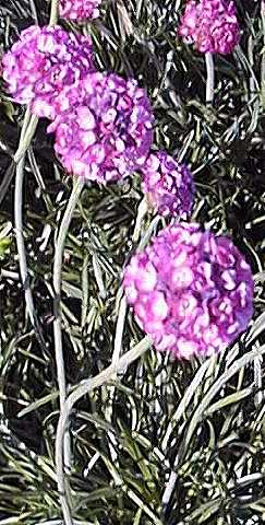 Thrift, Sea Pink(Armeria maritima)