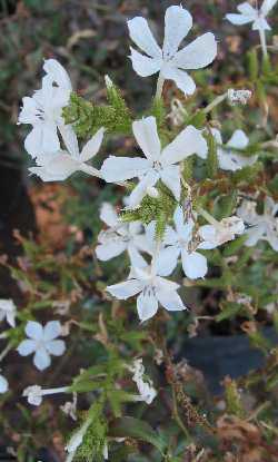 Leadwort, Summer Snow(Plumbago zeylanica)