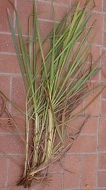 Lemon Grass(Cymbopogon citratus)