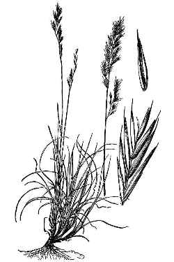 Red  Fescue(Festuca rubra)