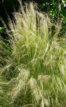 Mexican Thread Grass, Pony Tail(Nassella tenuissima)