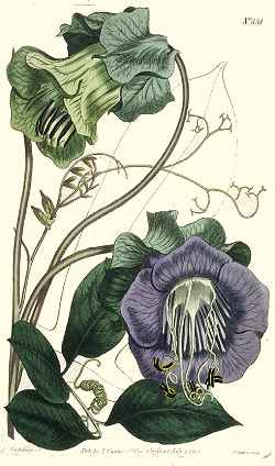 Cup and Saucer Vine(Cobaea scandens)