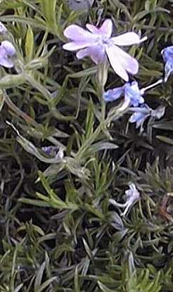 Creeping Phlox(Phlox stolonifera)