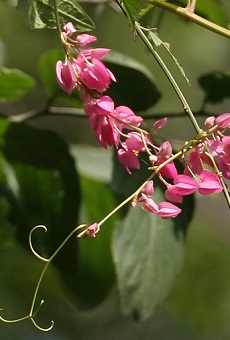 Queen's Wreath, Rosa de Montana, Coral Vine(Antigonon leptopus)