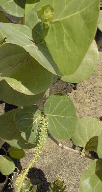 Sea Grape, Uva de playa(Coccoloba uvifera)