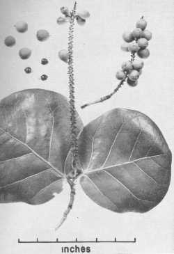 Sea Grape, Uva de playa(Coccoloba uvifera)