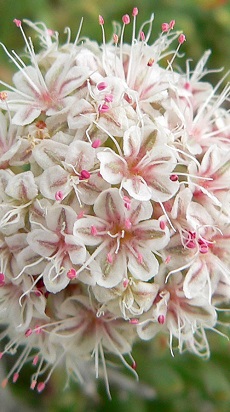 California Buckwheat(Eriogonum fasciculatum)