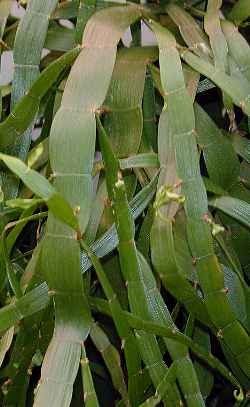 Centipede Plant, Tapeworm Plant(Homalocladium platycladum)