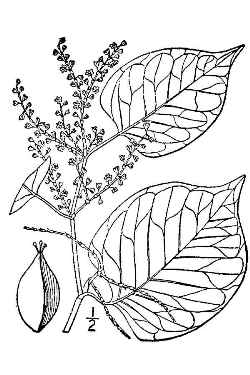 Japanese Knotweed, Mexican Bamboo, Reynoutria(Polygonum cuspidatum)