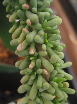 (Ceraria namaquensis)