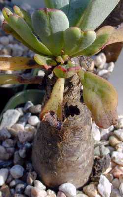 (Cistanthe guadalupensis)