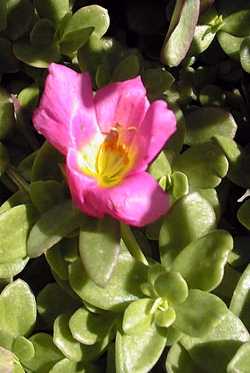 Wingpod Purslane(Portulaca umbraticola)