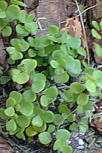 Elephant's Food, Elephant Bush(Portulacaria afra)