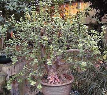 Elephant's Food, Elephant Bush(Portulacaria afra)