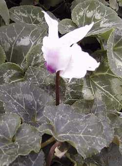 Florists Cyclamen(Cyclamen persicum)