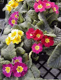 Polyanthus Primrose, English Primrose(Primula polyantha)