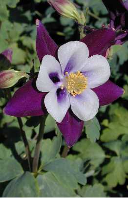 Remembrance Columbine(Aquilegia hybrida cv. 