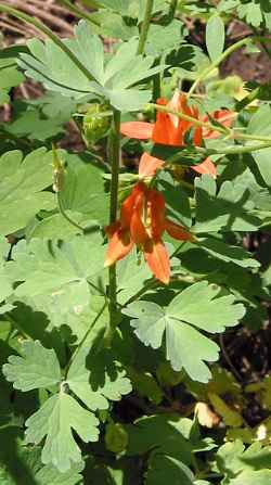 Red Columbine, Western Columbine(Aquilegia formosa)