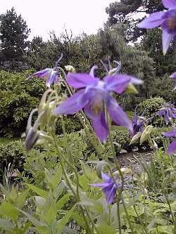 European Columbine, Granny's Bonnets(Aquilegia vulgaris)