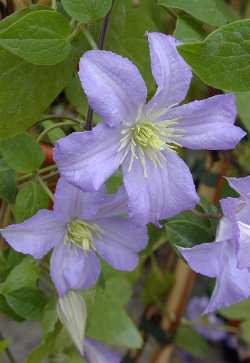 Clematis 