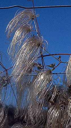 Drummond's Clematis, Old Man Beard(Clematis drummondii)