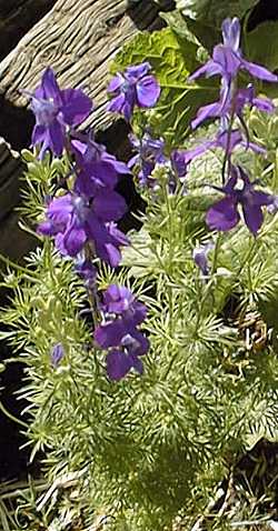 Larkspur, Annual Delphinium(Consolida ajacis)